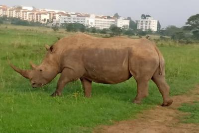 Nairobi National park city Sunrise game drive  Nairobi National park city Sunrise game drive