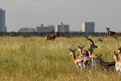 1 day Nairobi national park