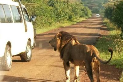 Nairobi national park game drive free pick/drop off