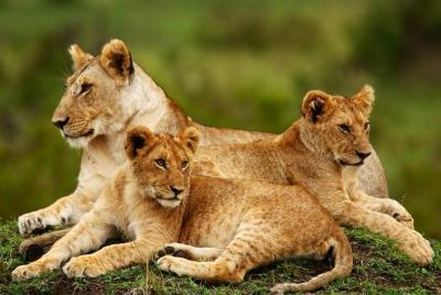 Nairobi National Park, Elephant Orphanage, Giraffe Center & Karen Nairobi National Park, Elephant Orphanage, Giraffe Center & Karen