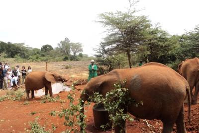 Elephants Orphanage Tour with Nairobi Hotel Pickup Elephants Orphanage Tour with Nairobi Hotel Pickup