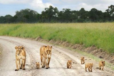 Nairobi National Park Guided Tour