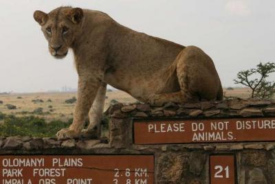 Nairobi National Park, Elephant Orphanage, Giraffe Centre Day Tou Nairobi National Park, Elephant Orphanage, Giraffe Centre Day Tou