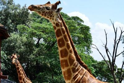 Giraffe Center Half-Day Trip from Nairobi Giraffe Center Half-Day Trip from Nairobi
