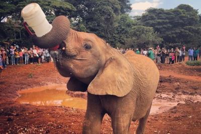 Day Trip From Nairobi Baby Elephants,Giraffe Center and Bomas Of 