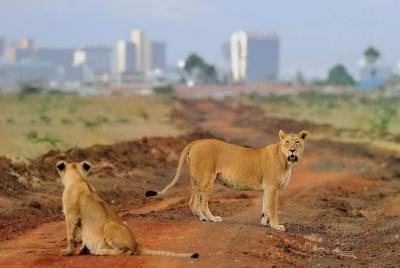 Giraffe Center, Baby Elephant Orphanage and Nairobi National Park Giraffe Center, Baby Elephant Orphanage and Nairobi National Park