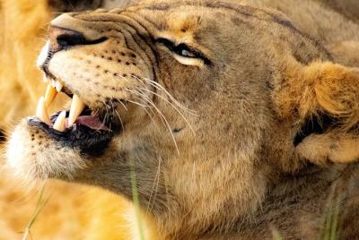 Nairobi National Park Morning Game Drive