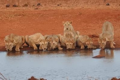 Nairobi National Park Half-Day Tour with Pickup
