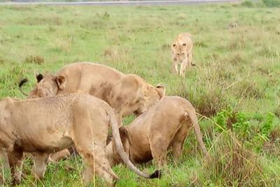 Full day best of Nairobi city guided tour Full day best of Nairobi city guided tour