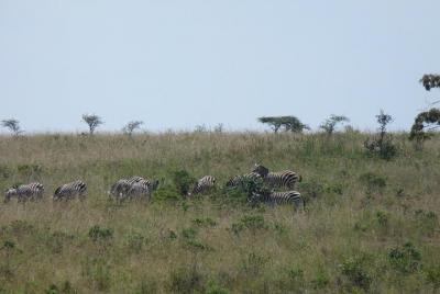 Nairobi National Park, Elephant Orphanage, Giraffe Center,Karen B