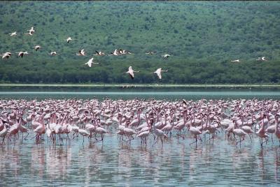 Lake Nakuru National Park Day Tour from Nairobi Lake Nakuru National Park Day Tour from Nairobi