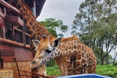 Tour to the Nairobi Giraffe Centre Tour to the Nairobi Giraffe Centre