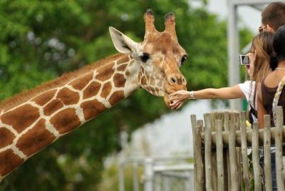 Best cultural day tour maasai village,David shed-rick and Giraffe