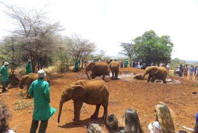Visit to the Elephant Orphanage (David Sheldrick) Visit to the Elephant Orphanage (David Sheldrick)