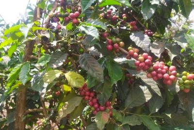 Coffee Farm Half-Day Tour in Kenya