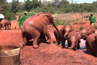 Half day guided tour to David Sheldrick elephant orphanage