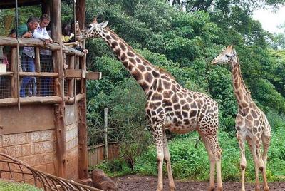 Giraffe Center Half-Day Guided Tour from Nairobi