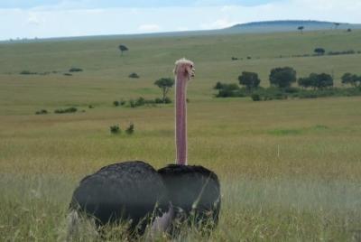 Half day tour to Nairobi National Park Half day tour to Nairobi National Park