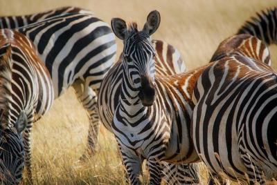 Early Morning Group Joining Game Drive In Nairobi National Park