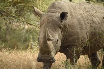 Top Nairobi Tour Highlights Attractions with Lunch and All fees i Top Nairobi Tour Highlights Attractions with Lunch and All fees i