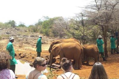 David Sheldrick wildlife trust and Giraffe center day trip David Sheldrick wildlife trust and Giraffe center day trip