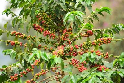 Coffee Tour in Kenya`s oldest coffee farm