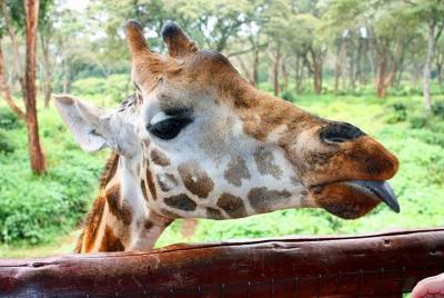 Nairobi National Park, Elephant Orphanage and Giraffe Centre