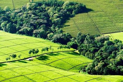 Nairobi Day tour to the Tea Farm