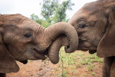2-Hour Private Tour in David Sheldrick Wildlife Trust Nairobi  2-Hour Private Tour in David Sheldrick Wildlife Trust Nairobi