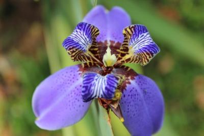 Skip the Line: Pha Tad Ke Botanical Garden Admission Ticket