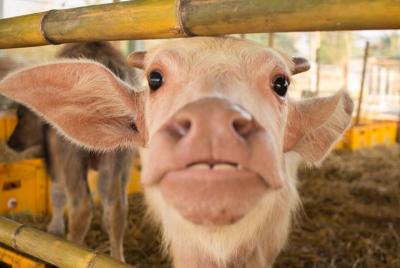 Full day Laos Buffalo Dairy and Kuang Si waterfalls