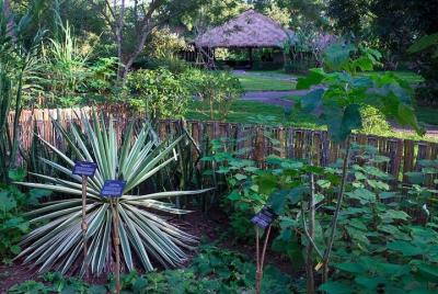 Half Day- Flora Wisdom of Laos