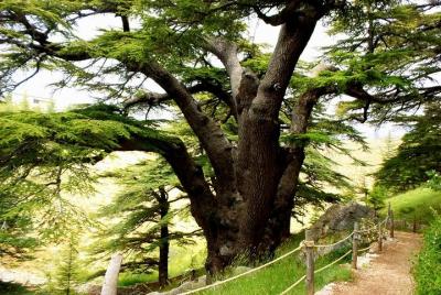Bcharre - Qadisha Valley & Cedars Forest Tour Bcharre - Qadisha Valley & Cedars Forest Tour