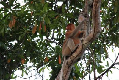 Borneo (Klias) River Cruise & Fireflies Tour Borneo (Klias) River Cruise & Fireflies Tour