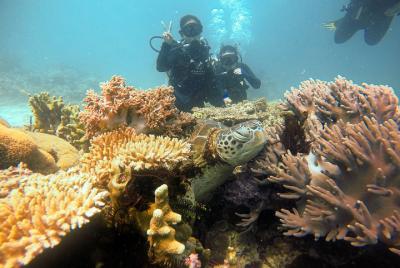 Semporna Island Hopping Day Trip Snorkeling (Boheydulang, Sibuan 