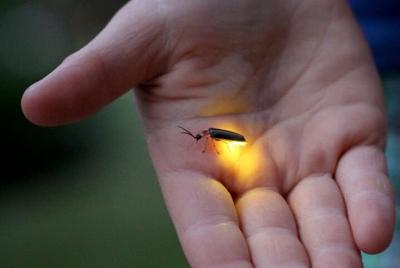 Fireflies Night Cruise with dinner & transfer