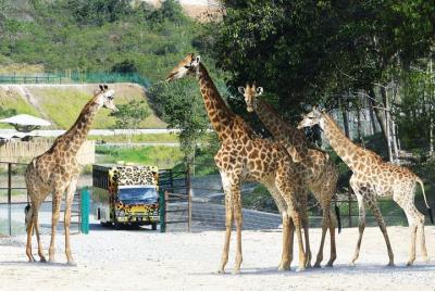 Bukit Gambang Safari Park Admission Ticket Bukit Gambang Safari Park Admission Ticket