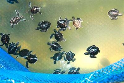 Private Tour: Cherating Turtle Sanctuary Night Tour from Kuantan Private Tour: Cherating Turtle Sanctuary Night Tour from Kuantan