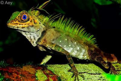 Wilderness Nocturnal Wildlife Wilderness Nocturnal Wildlife's Exposure