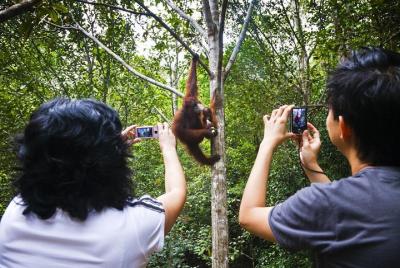 Sarawak Orangutan Semenggoh Wildlife Centre Tour Sarawak Orangutan Semenggoh Wildlife Centre Tour