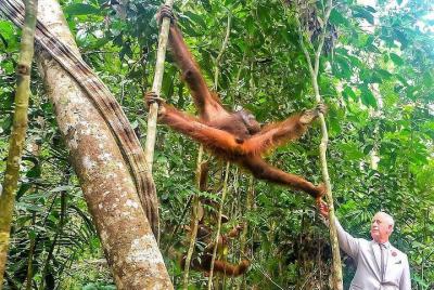 Marvellous Creature Orangutan : Sarawak Semenggoh Wildlife Centre Marvellous Creature Orangutan : Sarawak Semenggoh Wildlife Centre