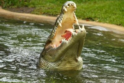 Sarawak Jong Sarawak Jong's Crocodile Farm Tour from Kuching