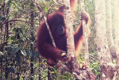 Kuching City Tour & Semenggoh Wildlife Kuching City Tour & Semenggoh Wildlife