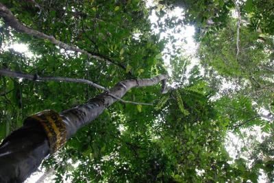 Half-Day Langkawi Rainforest Trekking Tour Half-Day Langkawi Rainforest Trekking Tour