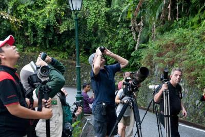 An Afternoon Birdwatching on Langkawi An Afternoon Birdwatching on Langkawi