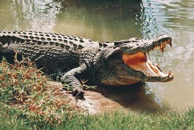 Langkawi City Tour with Crocodile Farm Admission Ticket Langkawi City Tour with Crocodile Farm Admission Ticket