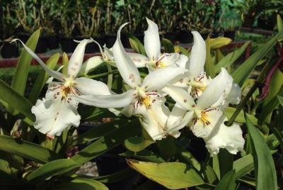 Private Sightseeing Tour (F - Orchid Farm) - experienced driver c
