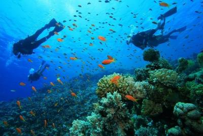 Pulau Payar Island Snorkeling and Diving Day Tour Including Lunch Pulau Payar Island Snorkeling and Diving Day Tour Including Lunch