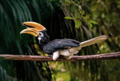 Miri City & Piasau Nature Reserve Excursions  Miri City & Piasau Nature Reserve Excursions