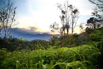 Lambir Hills Nature Excursion & Trekking Lambir Hills Nature Excursion & Trekking